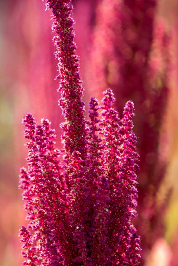 Amaranth plant